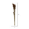 33"x5" Thatch Reed 3.5oz Bunch - view 6 of 6