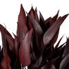 Vickerman Natural Botanicals Red Eucalyptus Willow - view 4 of 6