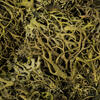 Moss Green Wolf Lichen Moss 8oz - view 2 of 2