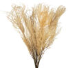 26" Bleached Andares Fern - 4 oz - view 2 of 6