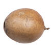 Vickerman 6-7" x 6-8" Bacacuia Gourd, Dried - view 5 of 7