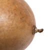 Vickerman 6-7" x 6-8" Bacacuia Gourd, Dried - view 6 of 7