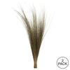 Vickerman 35"-40" Bright Grass Bundle, Dried - view 5 of 5