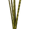 38-48" Basil Coco Palm Designer Cut 6/pk - view 4 of 4