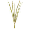 Vickerman Natural Stem, Dried - view 1 of 4