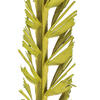Vickerman Natural Stem, Dried - view 3 of 4