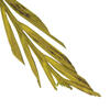 Vickerman Natural Stem, Dried - view 2 of 4