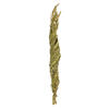 Vickerman 40-48" Twisted Coco Palm Stems, Dried - view 1 of 5