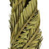 Vickerman 40-48" Twisted Coco Palm Stems, Dried - view 4 of 5
