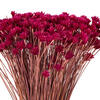 Vickerman 14" Dried Hil Flower Bunch, 16 oz - view 2 of 3