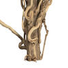 Vickerman Natural Medusa Branch, Dried - view 5 of 5