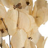 13.5-17" Bleached Moneta Leaf on Twig - view 5 of 5