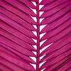 Vickerman 44" Round Tip Palm Leaf, 6 per bag - view 2 of 3