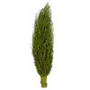 Vickerman Olympia Seed Pod, Dried - view 1 of 4