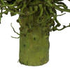 Vickerman Olympia Seed Pod, Dried - view 2 of 4