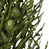 Vickerman Olympia Seed Pod, Dried - view 4 of 4