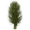 Vickerman Olympia Seed Pod, Dried - view 3 of 4