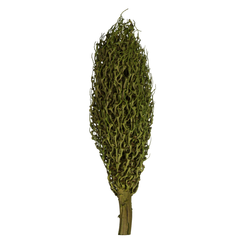 Vickerman Olympia Seed Pod, Dried
