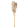 Vickerman 46" Dried Pampas Grass - view 1 of 8