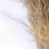 Vickerman 46" Dried Pampas Grass - view 3 of 8