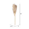 Vickerman 46" Dried Pampas Grass - view 6 of 8