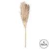 Vickerman 46" Dried Pampas Grass - view 7 of 8