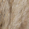 Vickerman 46" Dried Pampas Grass - view 5 of 8