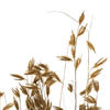 Vickerman 30" Princess Grass Bundle, Dried - view 3 of 5