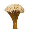 20" Dried Natural Starflower Bunch 8 oz - view 3 of 4