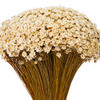 20" Dried Natural Starflower Bunch 8 oz - view 2 of 4