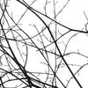 18-20" Natural Brown Skeleton Branch 3Pk - view 4 of 5