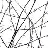 18-20" Natural Brown Skeleton Branch 3Pk - view 3 of 5
