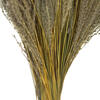14-20" Natural Snowdrop Grass 9oz - view 4 of 5
