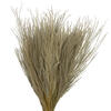14-20" Natural Snowdrop Grass 9oz - view 2 of 5