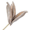 Vickerman 16" Sora Pod attached to a Wood Stem, Dried 5 Pack - view 5 of 7