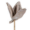 Vickerman 16" Sora Pod attached to a Wood Stem, Dried 5 Pack - view 3 of 7