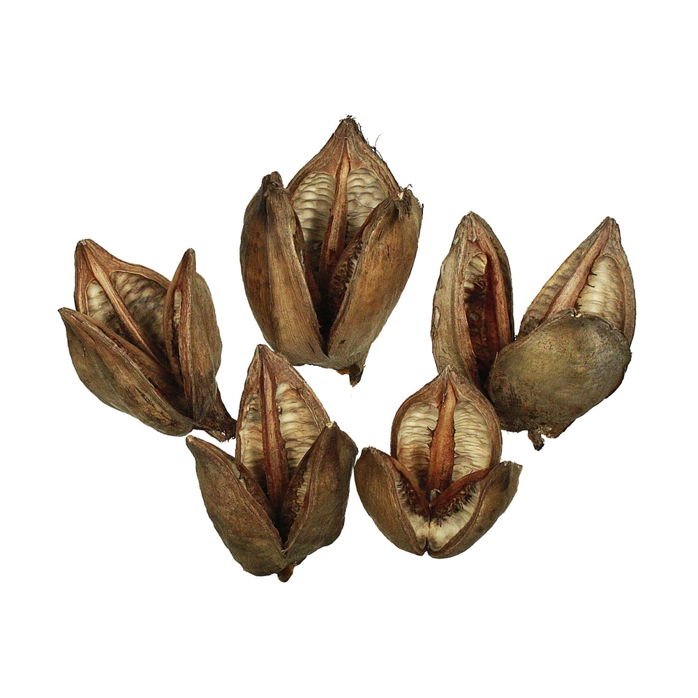 Vickerman 3"-4" Sora Pods, Dried Bulk Case