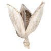 Vickerman 3"-4" Sora Pods, Dried - view 1 of 6