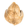 Vickerman 3"-4" Sora Pods, Dried - view 3 of 6