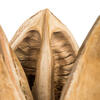 Vickerman 3"-4" Sora Pods, Dried - view 4 of 6