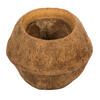 Vickerman 4" Sapa Pod, Dried - view 1 of 4