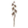Vickerman 5-6' Star Pod Stalk, Dried - view 1 of 4