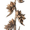 Vickerman 5-6' Star Pod Stalk, Dried - view 2 of 4