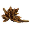 Vickerman 6" Star Pod, Dried - view 1 of 4