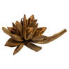 Vickerman 6" Star Pod, Dried - view 4 of 4