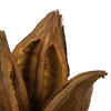 Vickerman 6" Star Pod, Dried - view 2 of 4