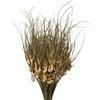26" Natural Tulip Star 4oz 4Pk - view 2 of 5