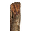 Vickerman 38-45" Twisted Vine, Dried - view 5 of 6