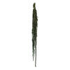 Vickerman 30" Amaranthus Bundle, Preserved - view 1 of 3