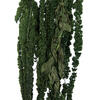 Vickerman 30" Amaranthus Bundle, Preserved - view 3 of 3